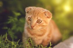 英雄联盟总决赛-蓝军双翼齐飞，比利时连线碾压国米，帕尔默一剑封喉定江山