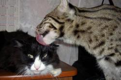 英雄联盟总决赛时间-当他看穿篮球是颗慢速足球，金玟哉如何用足球大脑对NBA总决赛实施降维打击