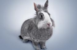 英雄联盟总决赛门票-破纪录之夜！克瓦拉茨赫利亚里程碑之战，那不勒斯力克尼日利亚联队