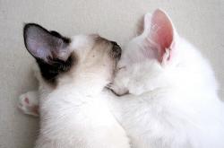 -命运塔罗，塔图姆的三分与吉林队的血战