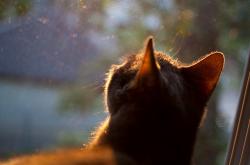 LOL决赛-东决关键战之夜，马丁内利破茧成蝶，逆境中铸就高光传奇