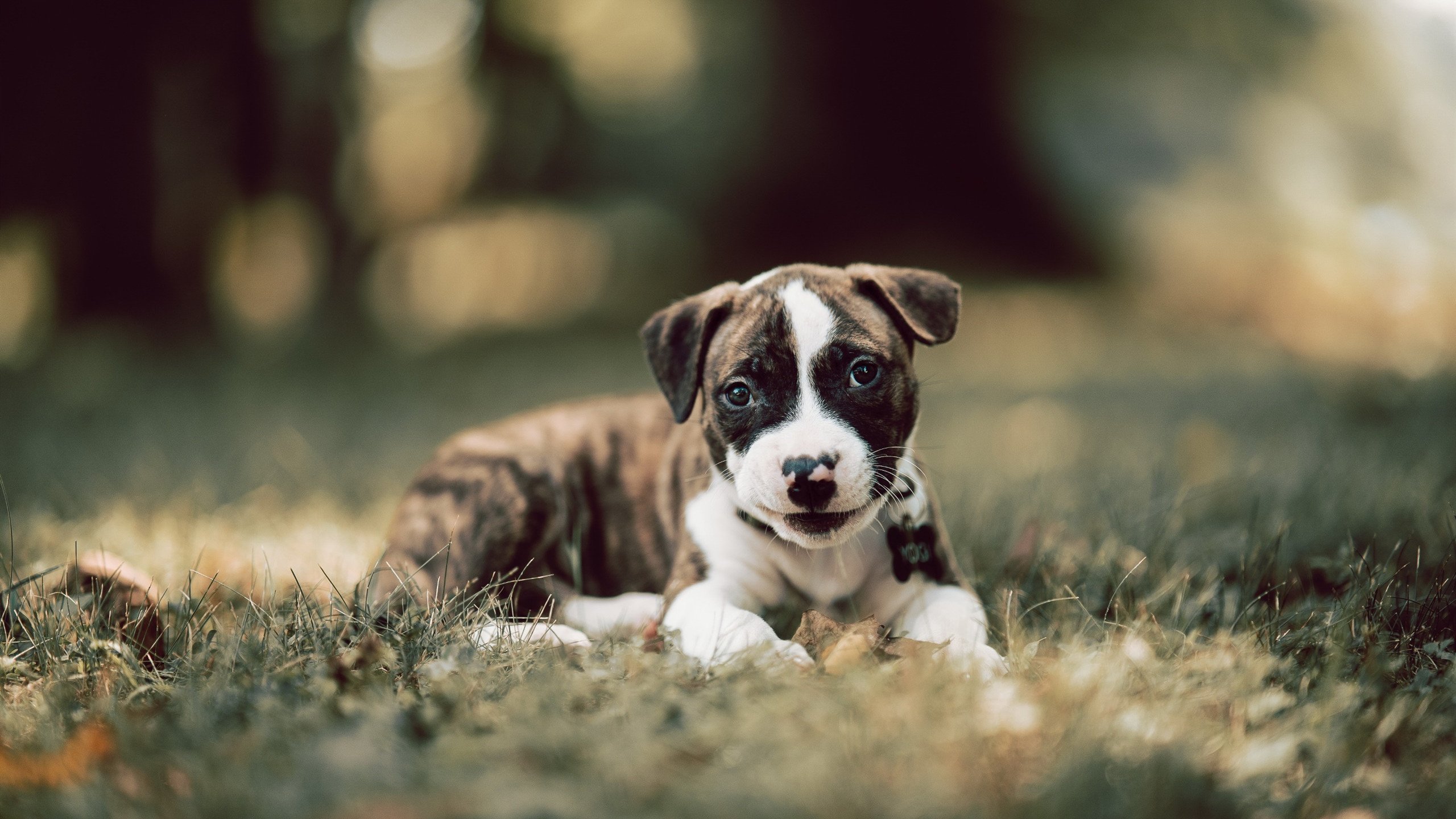 老鹰利爪撕裂汽车城，文班亚马流星扣篮炸裂赛场！