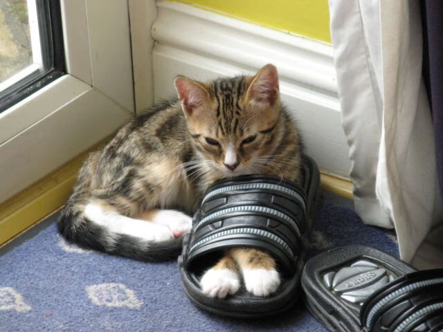 当舞台化为画布，格纳布里挥洒的唯一性光芒