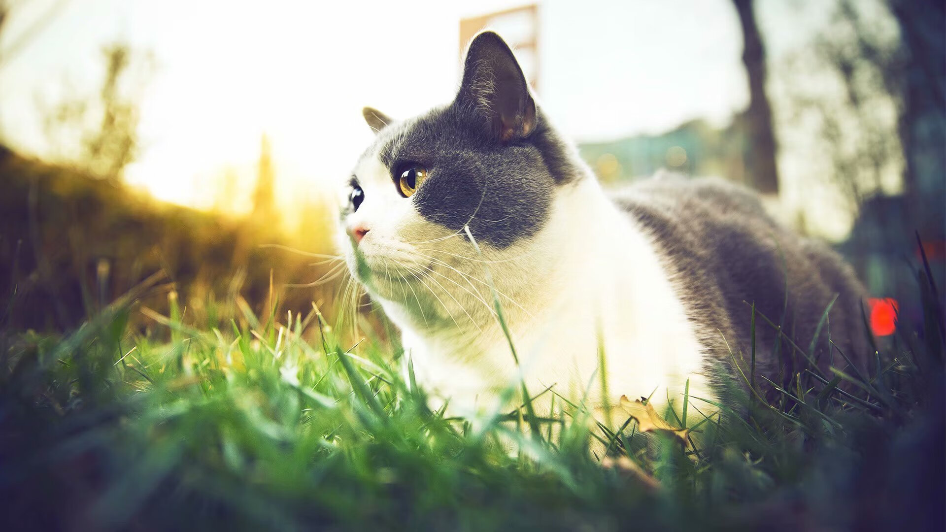 绝境闯入，锡安扛起马刺新王旗帜，踩碎广厦最后反扑