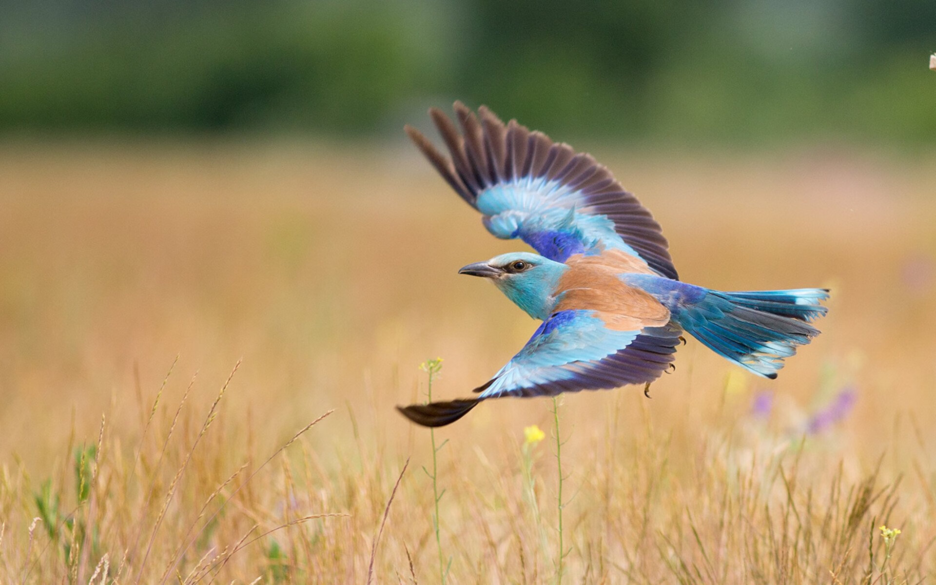 当红魔跳起探戈，阿圭罗的最后一击，与比利时人谱写的无声战曲