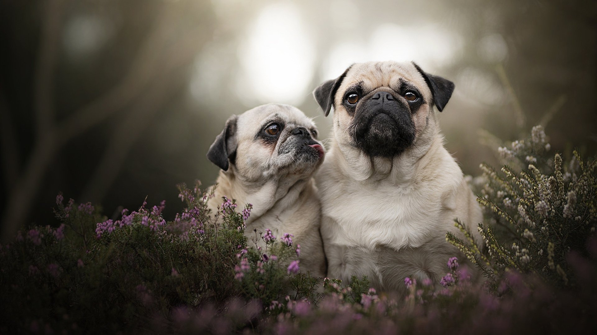 铁骑踏碎鹈鹕羽翼，范弗利特关键先生光芒四射