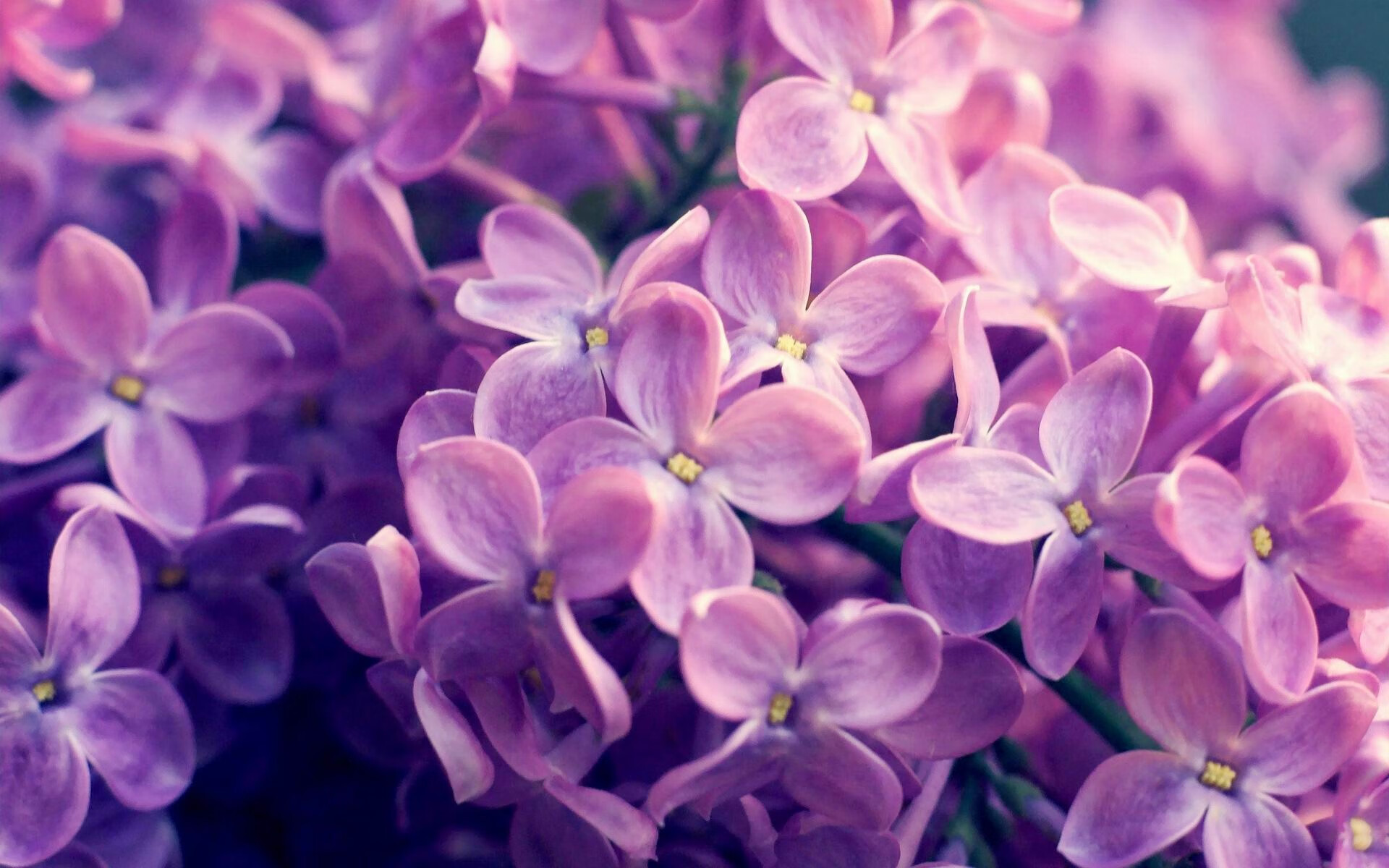 不眠赛道上的独舞，揭幕战之夜，当聚光灯即王座