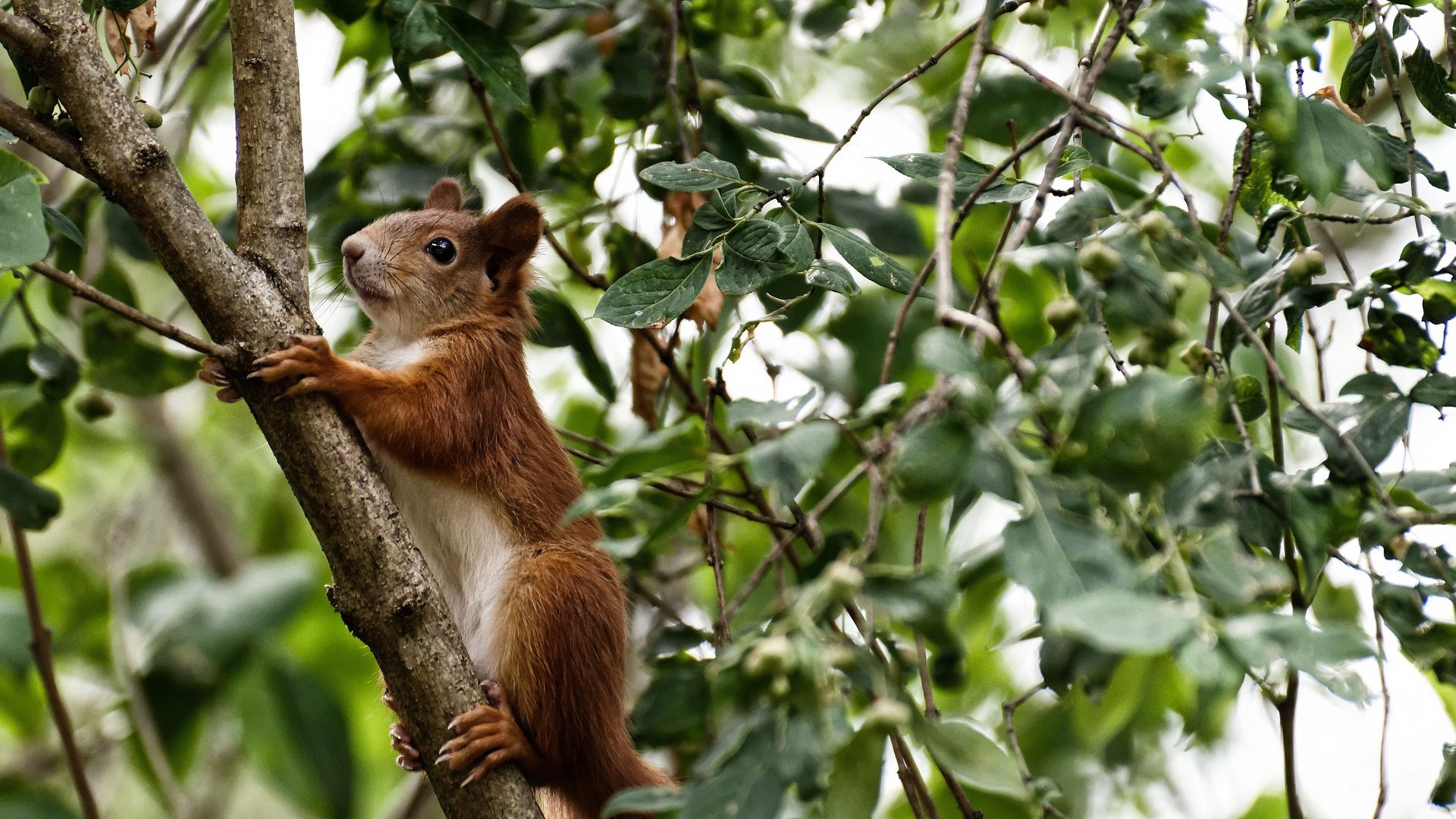 中场艺术家,巴雷拉如何用一己之力,将曼联与皇家社会的欧战对决变成个人指挥秀
