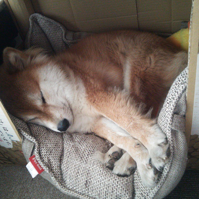 恩佐绝境救主,罗马2-0力克巴拉圭,逆境中绽放的光芒