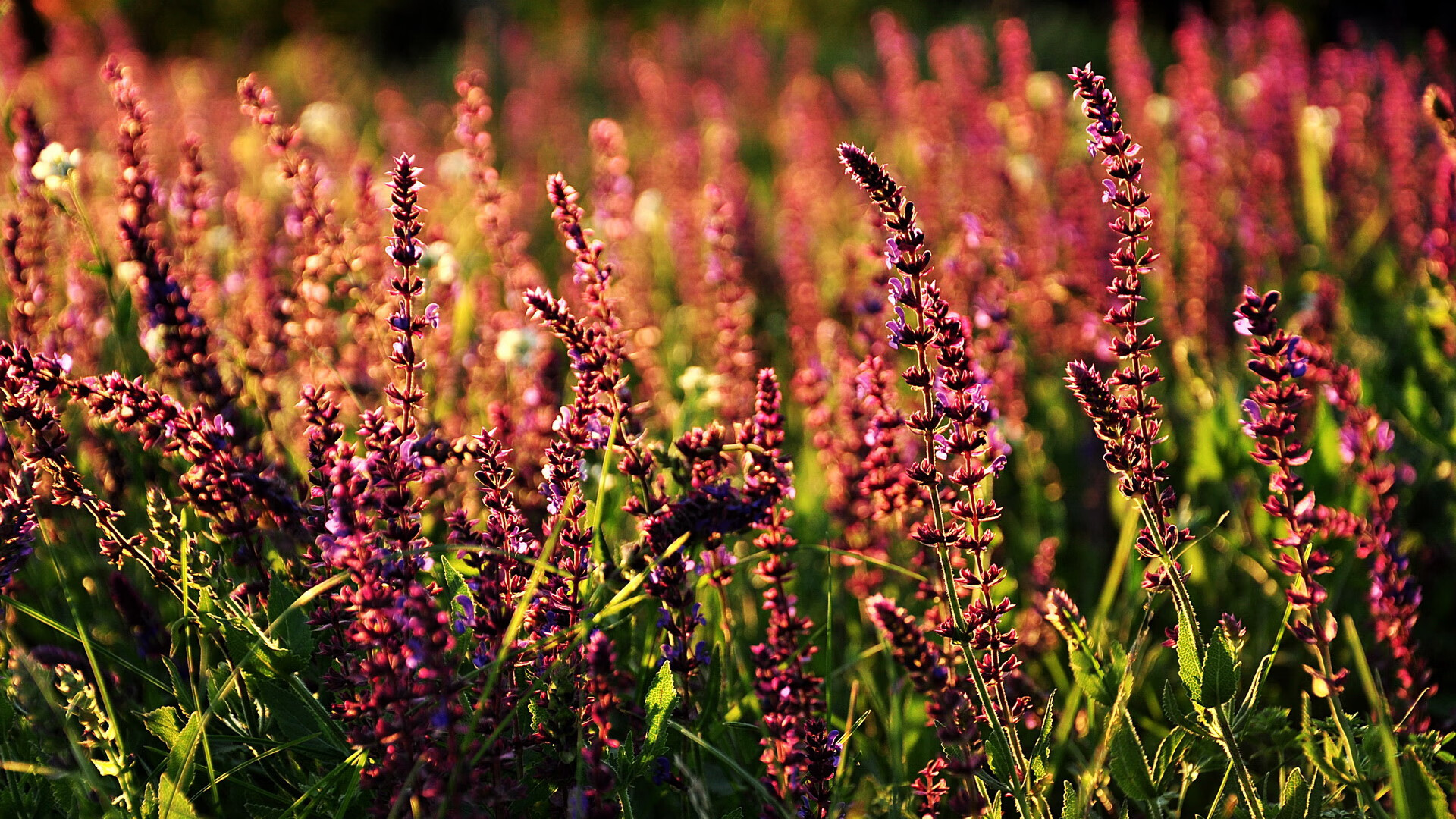 终场哨响,血未冷,加维,西甲国家德比之夜的暗夜引擎