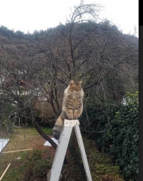 哥斯达黎加的雨林突袭,里昂赛道上的F1新纪元揭幕战