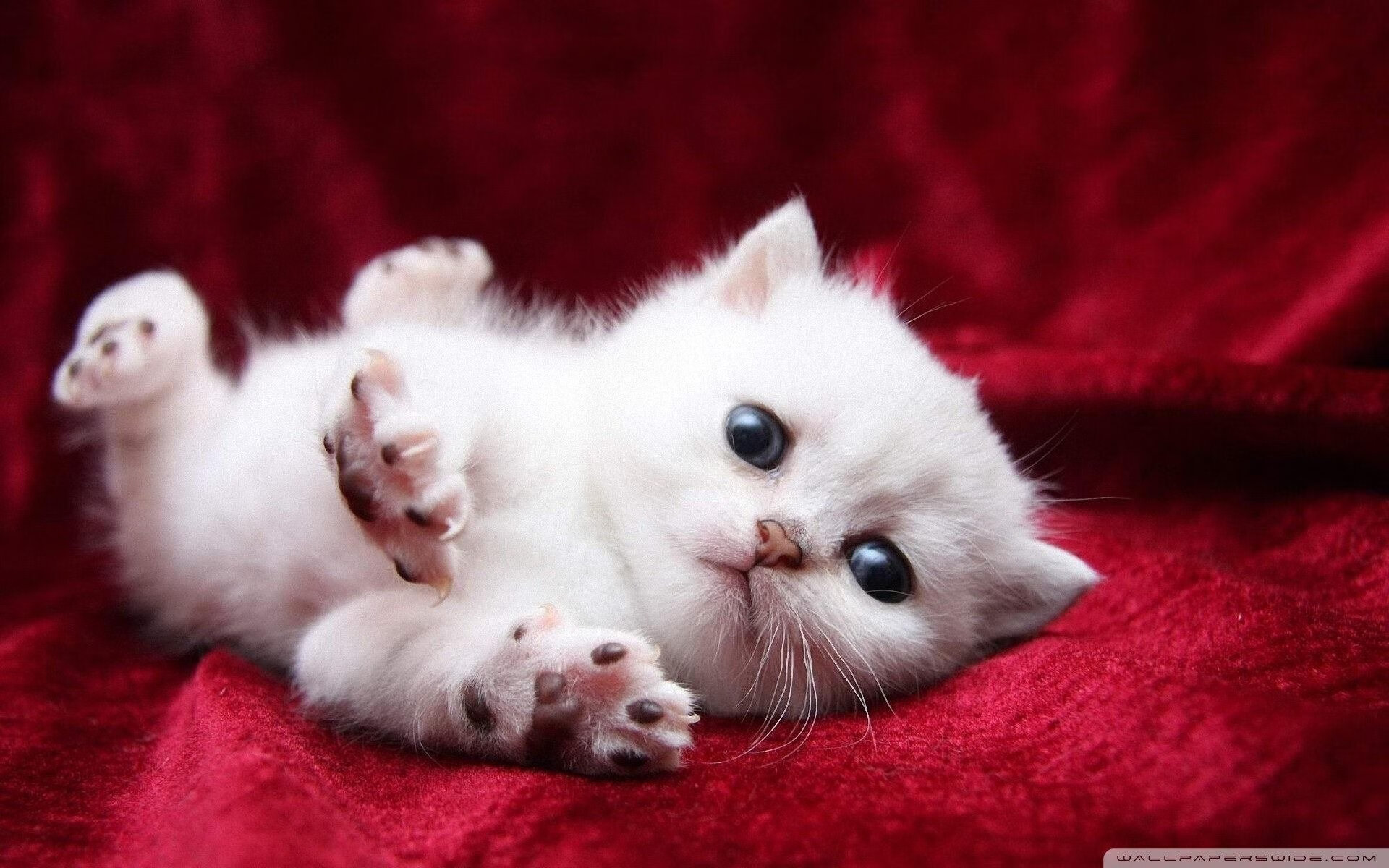 美加墨世界杯魔幻联动之夜，广厦队为何连夜订票飞往掘金主场？