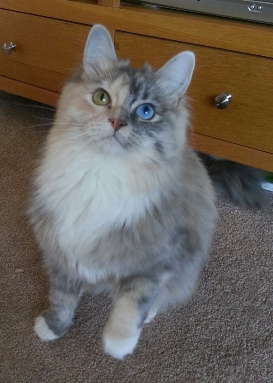 绿茵场上的绝对主宰与寒冰国度的炽热突围