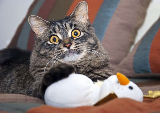 秒针的尊严,当克里斯·保罗成为时间的化身