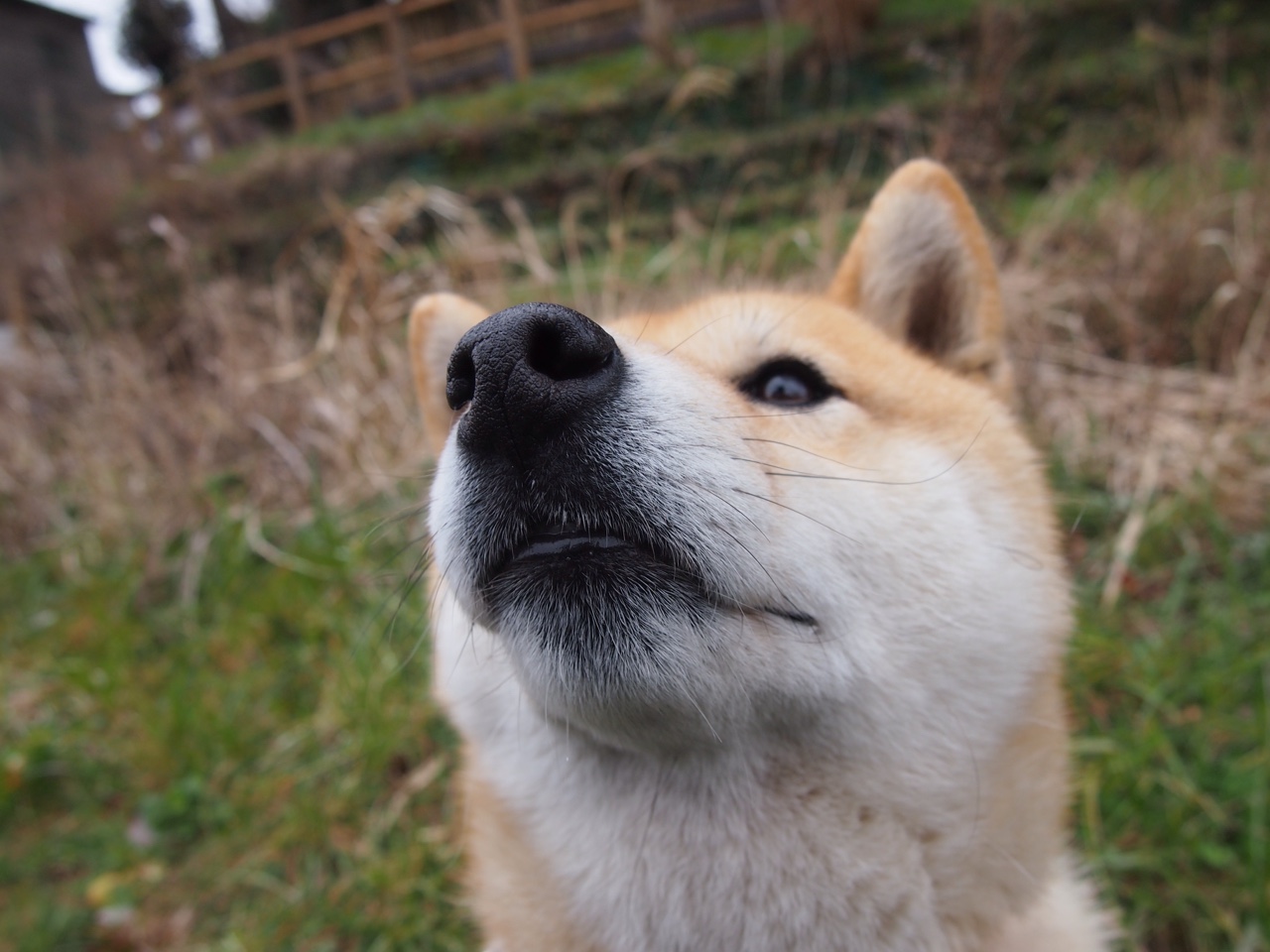 NBA季后赛焦点战,尼克斯横扫南非队,创下国际篮球新篇章