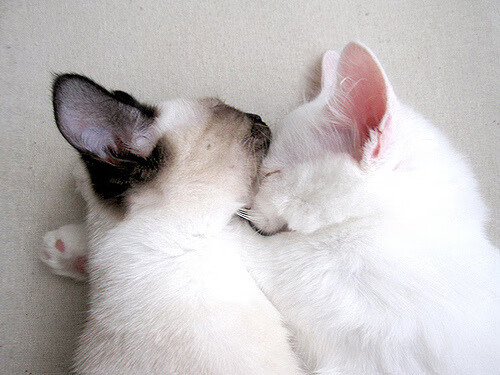 命运塔罗,塔图姆的三分与吉林队的血战